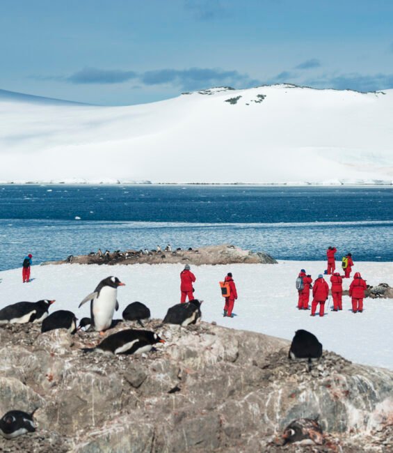 Group of people looking at a small colony of Gentoo Penguins sitting on a rock in the Antarctic.