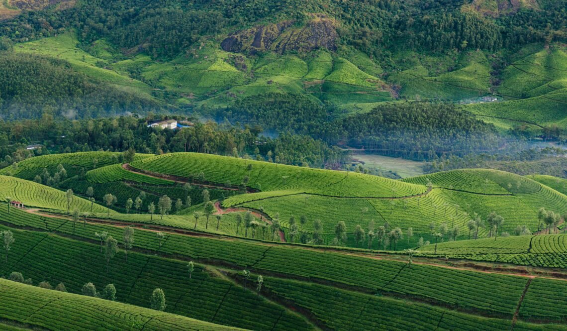 Morning foggy tea plantation in Munnar, Kerala, India. Mountain landscape view with mist in the valley.