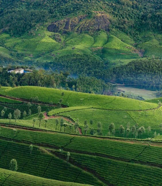 Morning foggy tea plantation in Munnar, Kerala, India. Mountain landscape view with mist in the valley.
