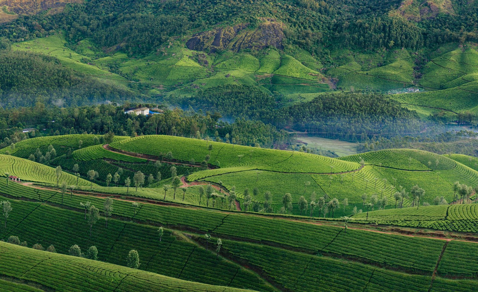 Morning foggy tea plantation in Munnar, Kerala, India. Mountain landscape view with mist in the valley.